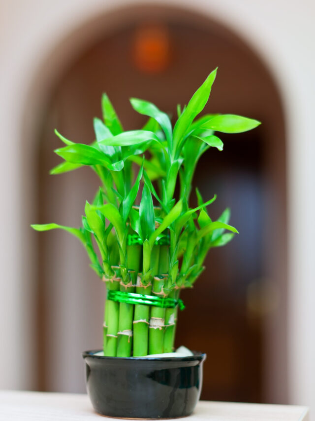 lucky bamboo plant in pot